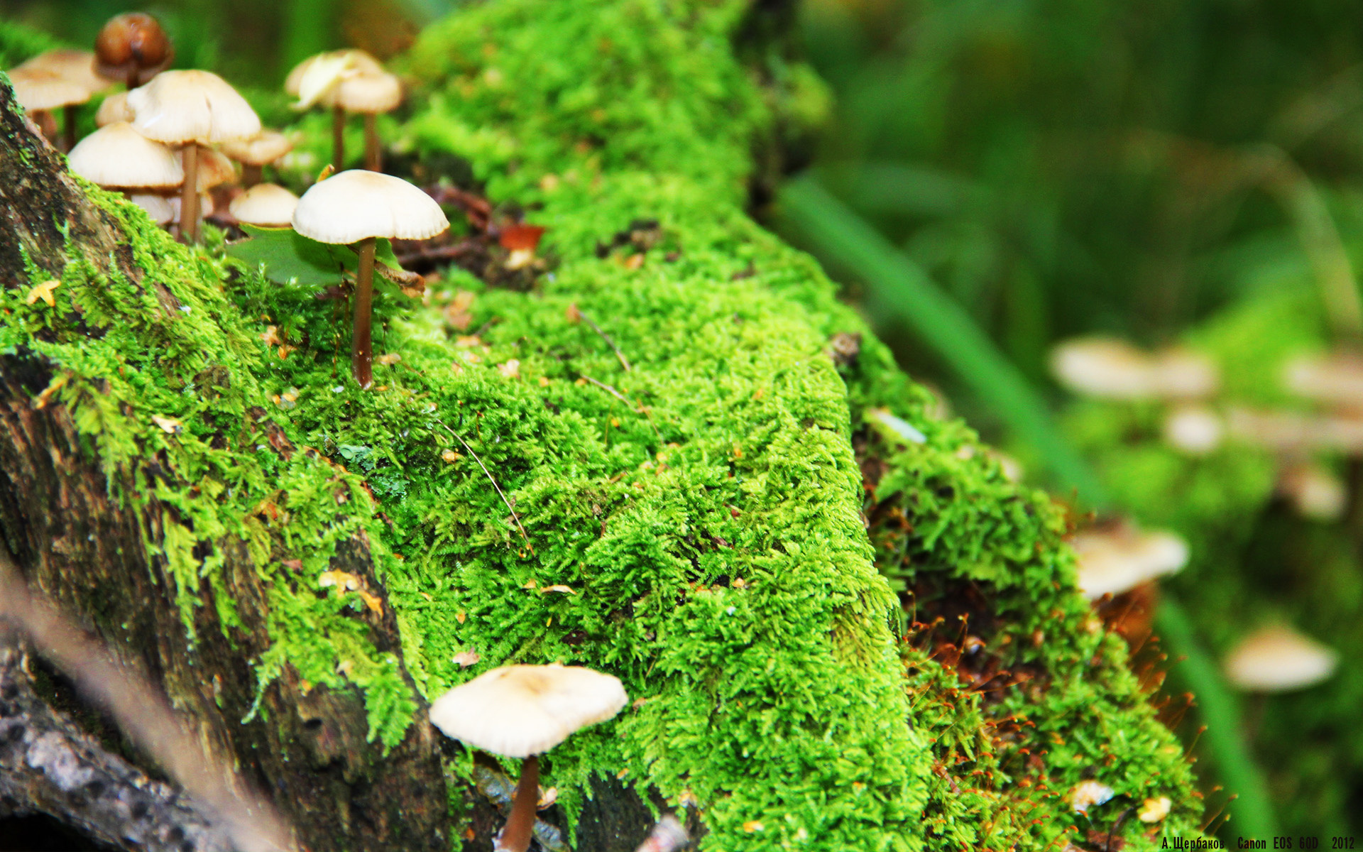 球场下雪太大,瑞士球员主动帮裁判扫线,瑞士球赛