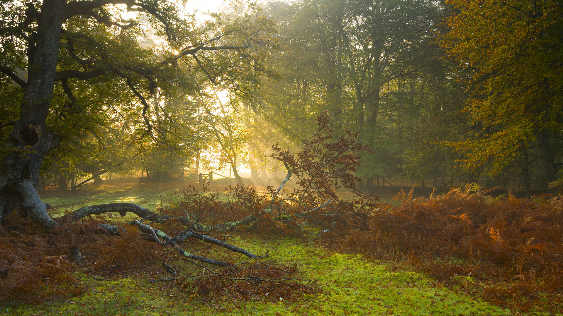 开云体育平台安全吗-雷恩中前场频繁换位增强灵活性，雷恩队老板